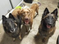 Izaboo, Pin-Up, Noor