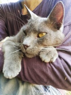 Olaf, chat gris est dans les bras. Nous voyons sa tête et les deux pattes posées.