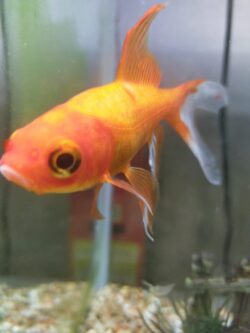 un poisson rouge pris de près, la bouche contre la vitre.