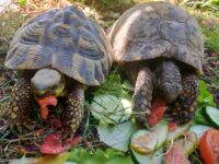 Sauvagine, Garrigue et Cie