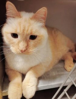 Neko, un chat roux clair, est couché sur une étagère