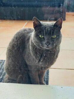 Lilith, une minette grise, attend assise derrière la fenêtre sa gamelle