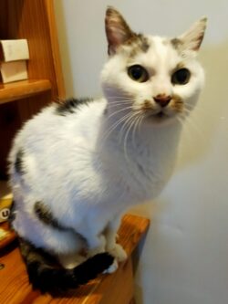 Une petite minette blanche avec quelques taches marron est assise sur un meuble et nous regarde.