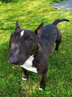Un Bull terrier marron est debout dans l'herbe et nous regarde.