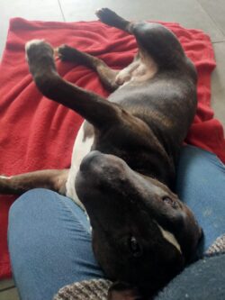 Un Bull terrier est couché sur le dos, les pattes en l'air, la tête sur les genoux et nous regarde.