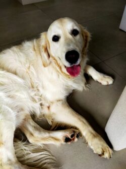 Un Golden est couché et nous regarde, sa petite langue dépasse.