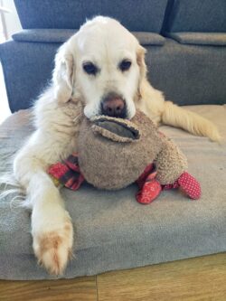 Opla, un Golden est couché sur son matelas, nous regarde avec doudou poulet en gueule