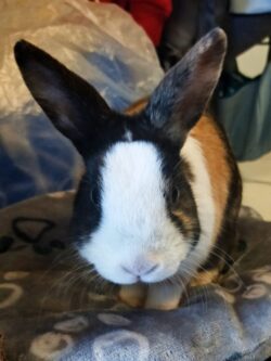 lapin nain trois couleurs monté sur un carton. Il nous regarde !