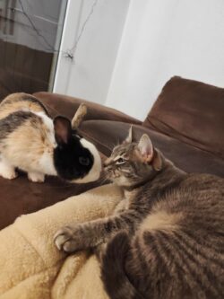 minette tigrée et lapin tricolore se faisant un bisou truffe contre truffe sur le canapé