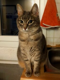 minette tigrée assise sur le bord d'un évier