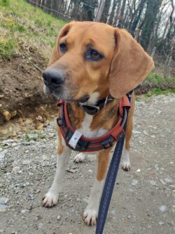 beagle en promenade