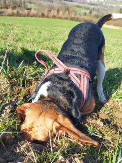 beagle la truffe dans la terre, l'arrière-train en l'air