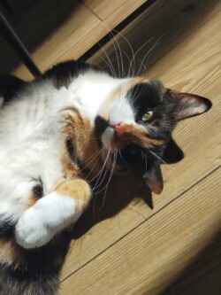 Minette écaille de tortue sur le dos au soleil