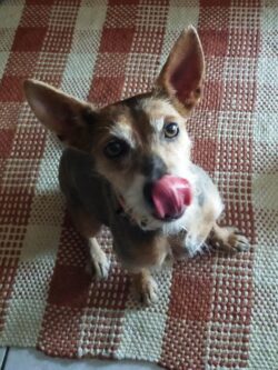 Petite chienne marron assise sur un tapis et se léchant les babines