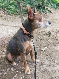 Petite chienne marron sans poil assise dans les bois lors d'une balade
