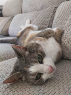 Une minette tigrée et blanche est couchée sur le canapé, étendue tout son long sur le côté.