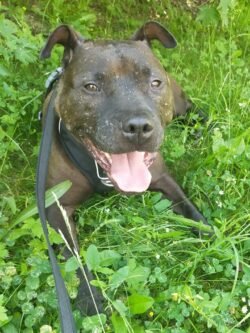 Chien marron, type Staffordshire Bull Terrier, couché dans l'herbe la gueule ouverte.