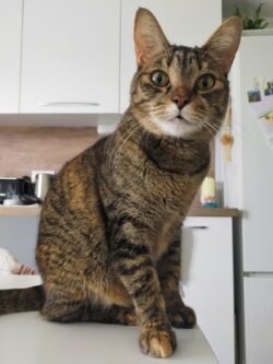 Une minette tigrée marron est assise sur la table de la cuisine. Elle nous regarde.
