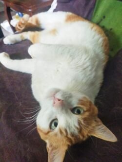Chat blanc et roux couché sur un canapé. Il nous regarde la tête à l'envers !