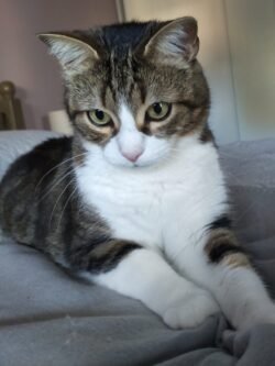 Chat tigré et blanc couché sur le lit la tête relevée, l'air pensif.