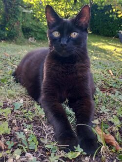 Chat noir est couché au jardin mais la tête relevée et bien droite