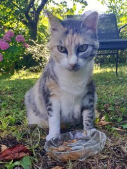 Minette tigrée et blanche assise devant une assiette de pâté au jardin.