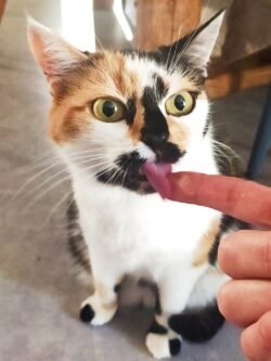 Minette tricolore. Assise, elle lèche une gourmandise sur le doigt.
