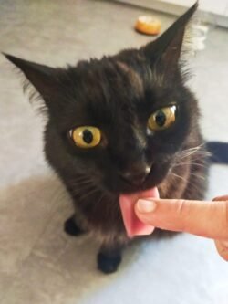 Minette noire à poil long. Assise, elle léchouille une gourmandise sur le doigt.