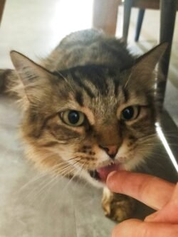 Chat tigré poil mi-long. Couché, il lèche une gourmandise sur le doigt.
