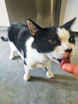 Minette blanche et noire. Debout, elle lèche une gourmandise sur le doigt.