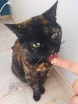 Minette écaille de tortue, assise. Elle léchouille une gourmandise sur le doigt.