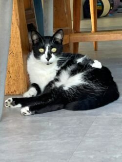 Minette noire et blanche. Couchée au sol, elle nous regarde.