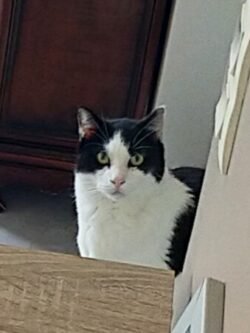 Chat blanc et noir. Il est debout derrière un meuble et nous regarde.