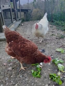 Deux poules, une blanche et une rousse picore.