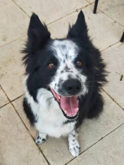 Une chienne Border Collie est assise et nous regarde la gueule ouverte