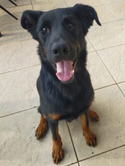 Un chien Beauceron est assis et nous regarde la gueule ouverte