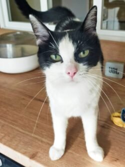 Minette blanche et noire sur le plan de travail debout nous regardant