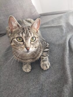 Une minette tigré est couchée, la tête relevée. Ses yeux verts sont rêveurs.