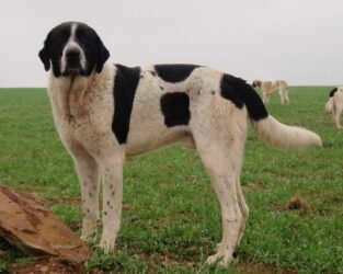 Cão de Gado Transmontano, une race portugaise de chien de protection