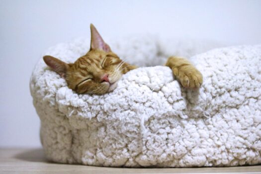 Un chat rouquin dort dans un coussin blanc tout moelleux. On ne voit que sa tête et une patte.