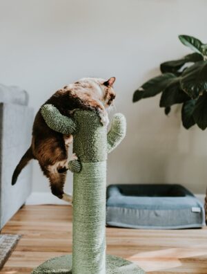 agility : un chat escalade son griffoir en forme de cactus