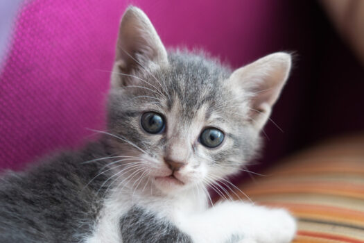 Un chaton gris et blanc nous regarde. Il a encore les yeux bleus.