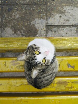 un chat, aux yeux jaunes, nous regarde assis sur un banc jaune.