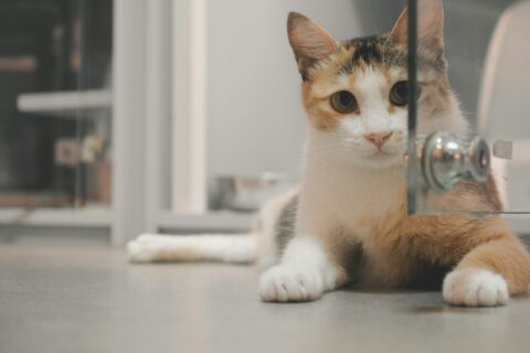 un chat blanc et marron est couché au sol dans un refuge