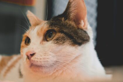 une tête d'un chat blanc tachetée de roux et de marron regarde sur le côté