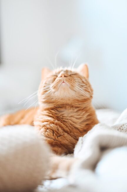 séance de reiki : un chat roux couché regarde en l'air les yeux fermés