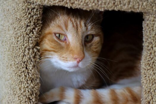 un chat roux et blanc est couché dans un arbre à chat et nous regarde un peu caché. Il attend son adoption.