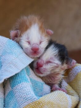 Deux chatons nouveau-nés sont tenus ensemble dans une serviette. SOS chatons orphelins.