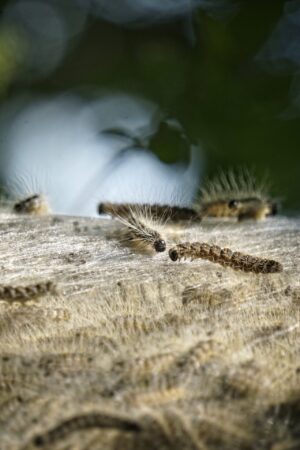 chenilles processionnaires du pin sur le nid
