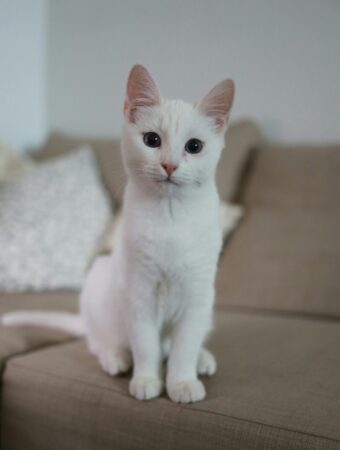 Un jeune chat blanc est assis sur un canapé marron clair. Il nous regarde.